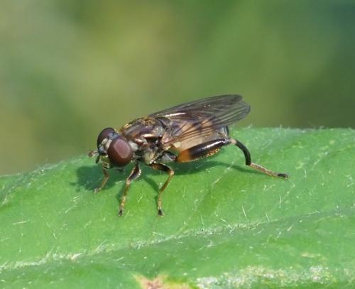 Chalcosyrphus nemorum